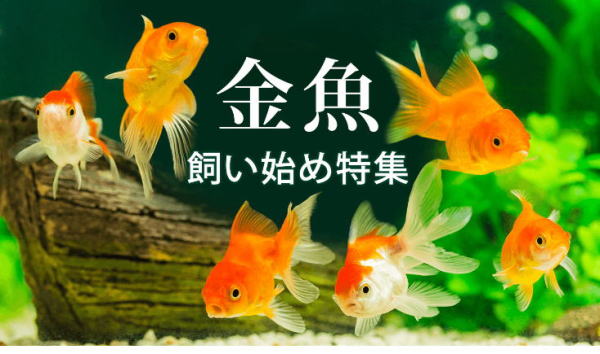 アマゾン　ペット用品　金魚